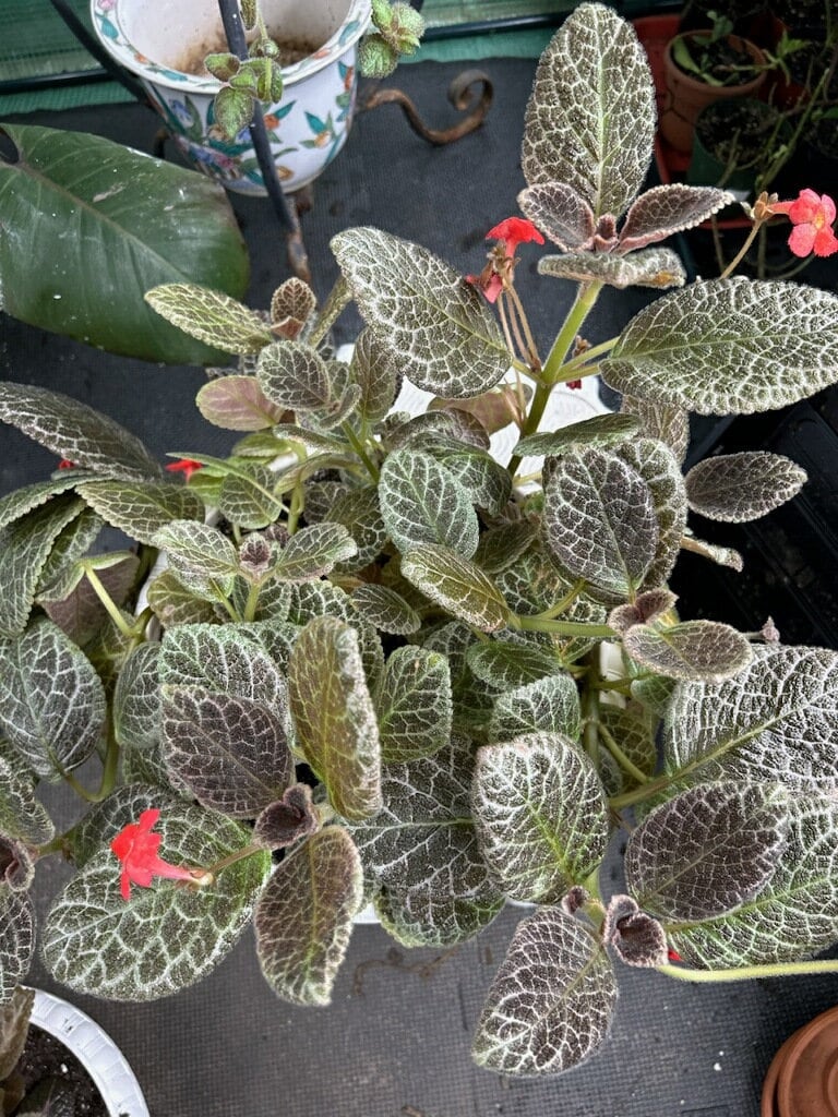 Episcia: Tiger Stripe Starter Plant (all Starter Plants Require