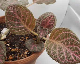 Episcia: Kee Wee starter plant (All starter plants require you to purchase 2 plants)