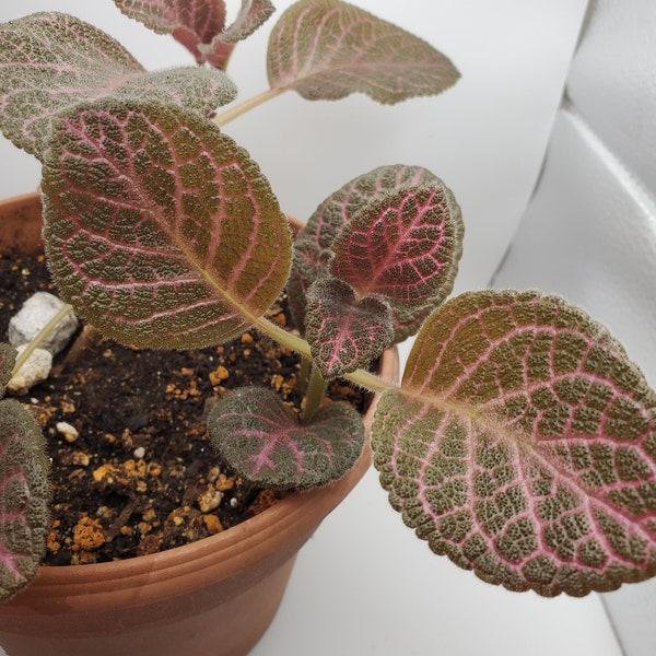 Episcia: Kee Wee starter plant (All starter plants require you to purchase 2 plants)