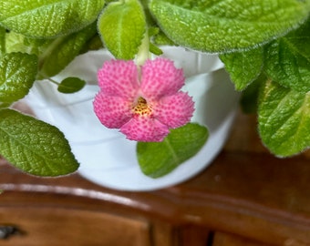 Episcia: Jims Canadian Sunset starter plant (All starter plants require you to purchase 2 plants).