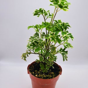 Variegated Ming Aralia starter plant (All starter plants require you to purchase 2 plants)
