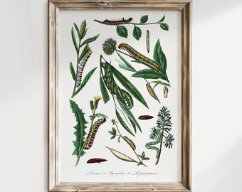 Botanische kunst print vintage illustratie Caterpillar, vintage insect print, boerderij decor, Boho antiek, natuurliefhebber cadeau, digitaal, V01