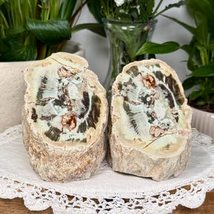 Könnte beinhalten: Zwei versteinerten Holzstücke, jedes mit einem einzigartigen Muster aus hellgrünen, braunen und cremefarbenen Farben. Die Querschnitte zeigen komplizierte Details und präsentieren die natürliche Schönheit des versteinerten Holzes. Diese dekorativen Stücke werden auf einer weißen Spitzendecke präsentiert.