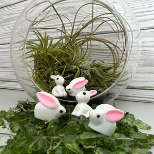 Mini bunny rabbit for fairy garden decoration, small bunny figurine, diy projects, tiny bunny in resin for miniature garden, pack of 5.