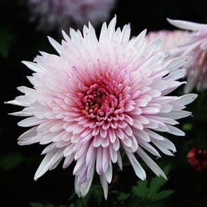 May include: Close-up of a chrysanthemum flower with white and pink petals. The center is a deep magenta, transitioning to lighter pink and white towards the edges. The flower is set against a dark green and black background.