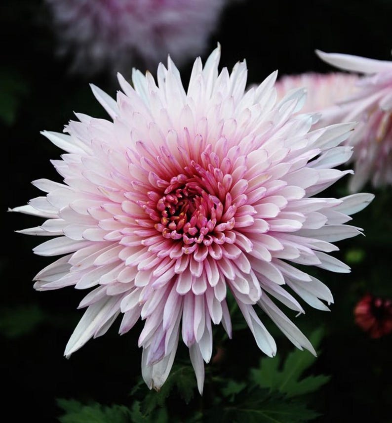 May include: Close-up of a chrysanthemum flower with white and pink petals. The center is a deep magenta, transitioning to lighter pink and white towards the edges. The flower is set against a dark green and black background.