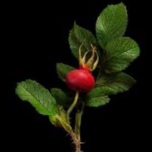 May include: A close-up of a rose hip with green leaves and a red fruit against a black background. The rose hip is round and vibrant red, with a small stem and sepals. The leaves are a deep green.