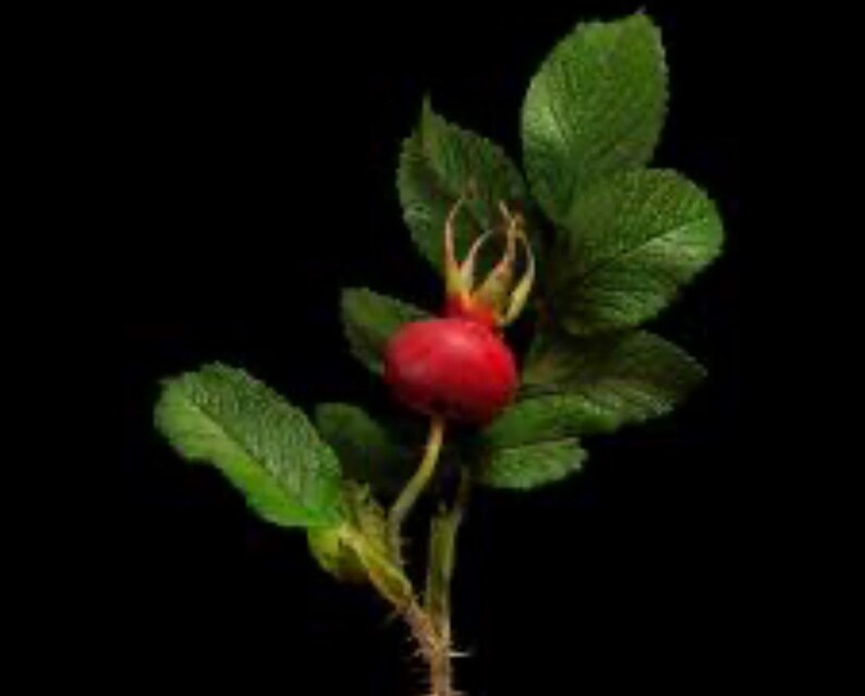 May include: A close-up of a rose hip with green leaves and a red fruit against a black background. The rose hip is round and vibrant red, with a small stem and sepals. The leaves are a deep green.