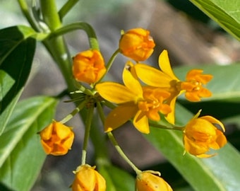 30 Milkweed Seeds