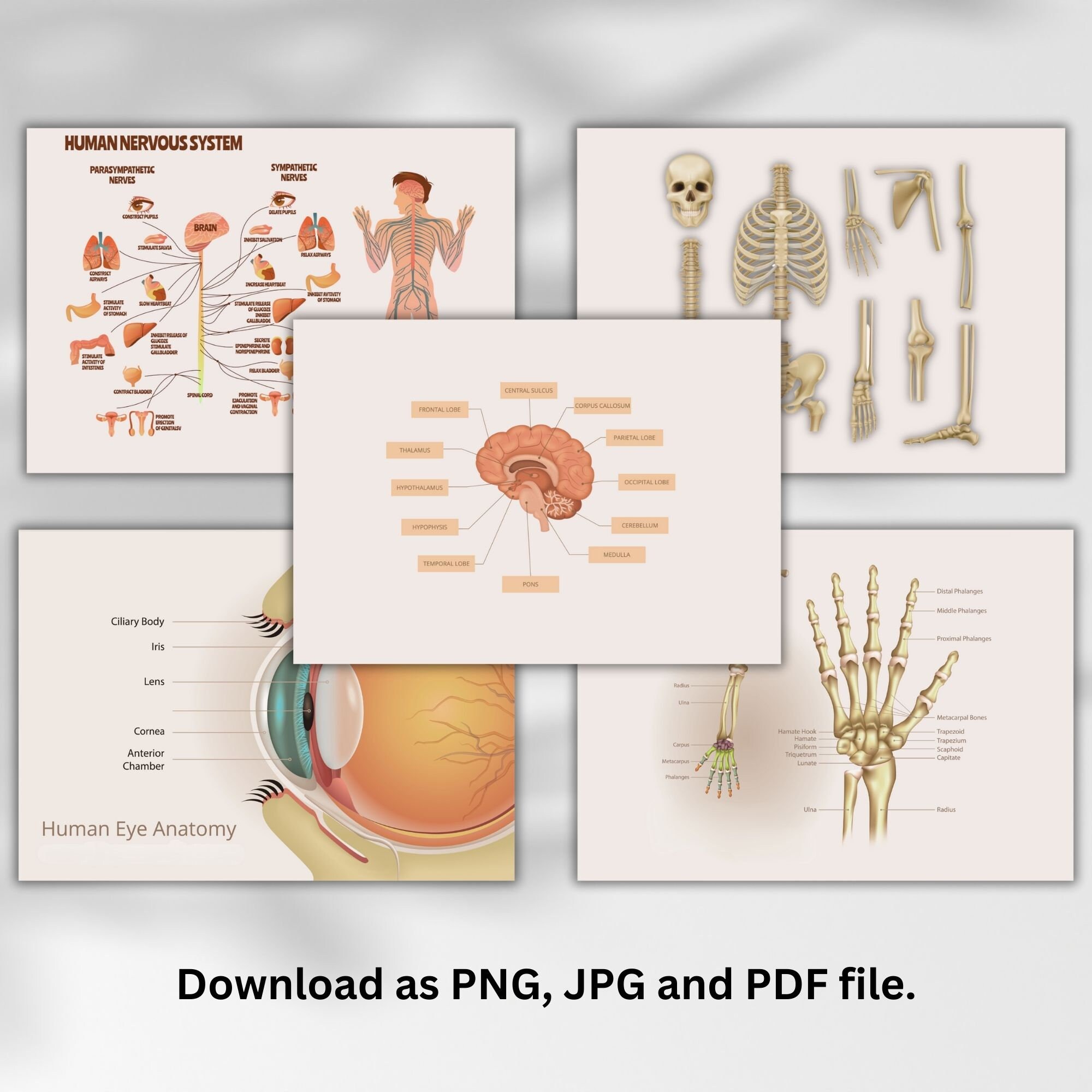 Printable Human Anatomy Flashcard Bundle Instant Etsy Australia