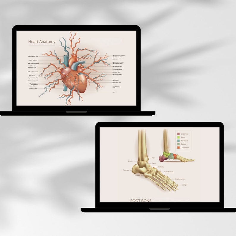 Printable Human Anatomy Flashcard Bundle Instant Biology Diagrams