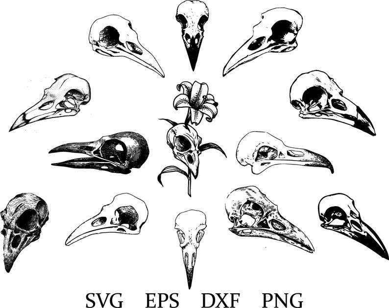 Crow Skulls Svg Crow Skull Clipart Raven Skulls Svg Etsy