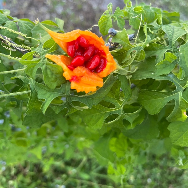 Jamaican Cerasee for Herbs Tea, Cerasee Leaves, vine,Detox Herbs, Momordica Charantia, dried herb