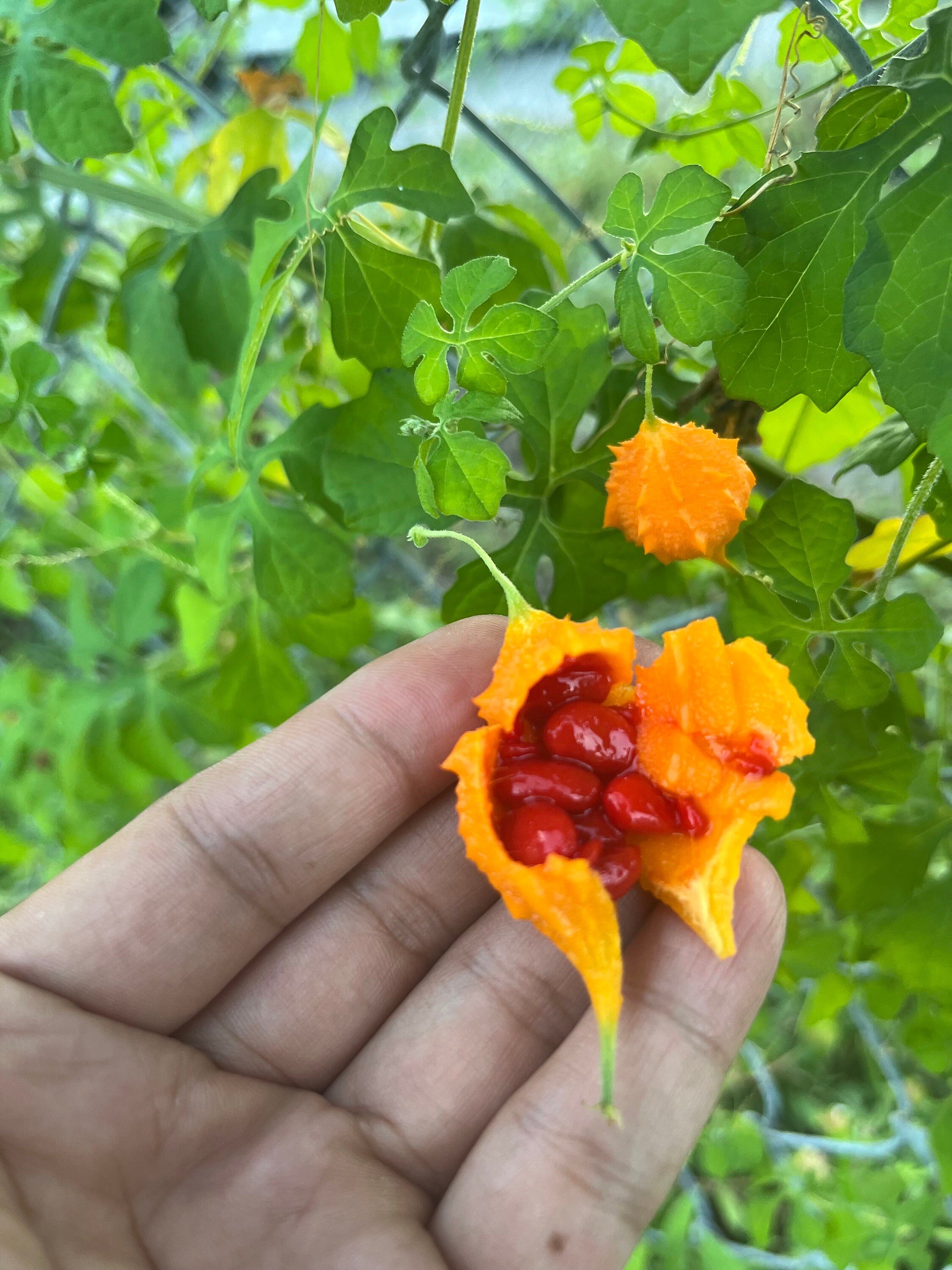 Jamaican Cerasee Teabags Dried Bitter Melon Raw Seeds Cerasee Etsy