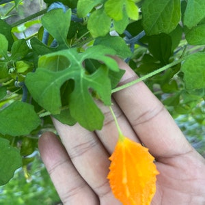 Wildcrafted Jamaican Cerasee (Momordica charantia) | Bitter Melon Dried Herbal Tea