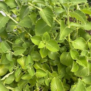 Fresh Organic Cuban Oregano Cuttings | Spanish Tyme | Mexican mint | Leaves| Plectranthus Amboinicus