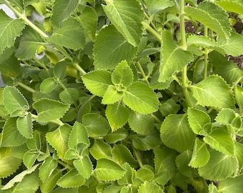 Fresh Organic Cuban Oregano Cuttings | Spanish Tyme | Mexican mint | Leaves| Plectranthus Amboinicus