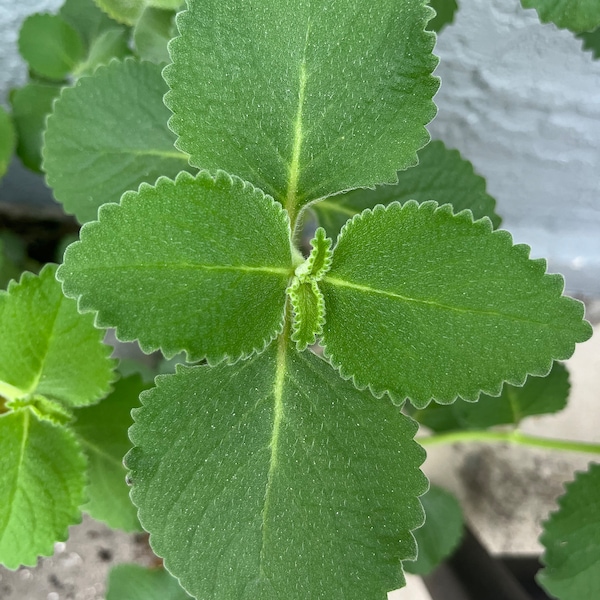 Fresh Organic Cuban Oregano Cuttings | Spanish Tyme | Mexican mint | Leaves