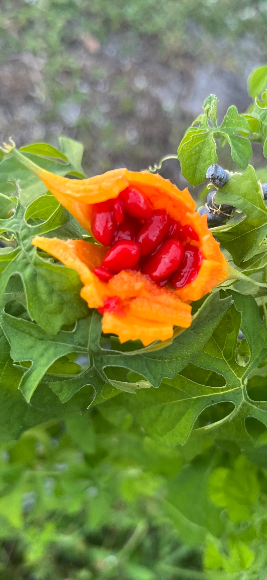 Jamaican Cerasee Teabags Dried Bitter Melon Raw Seeds Cerasee Etsy