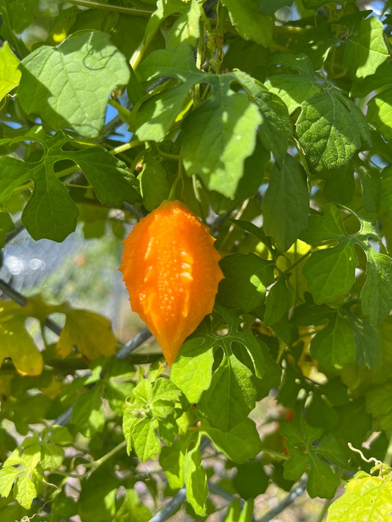 Wildcrafted Jamaican Cerasee (momordica Charantia) | Bitter Melon