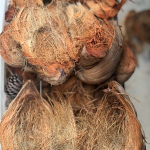 May include: A pile of dried coconut husks, also known as coir, with a brown and tan color. The husks are arranged in a random pattern and have a fibrous texture.
