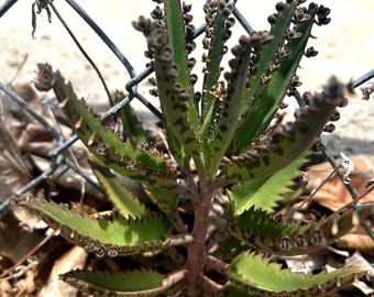 Kalanchoe Mother of Thousands / Mother of Millions Live Succulent | Alligator Plant | Fast Growing Easy Care | Unique Indoor Houseplant
