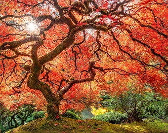 500 Piece Custom Jigsaw Puzzle of the Famous Japanese Maple Tree in the Portland Japanese Garden