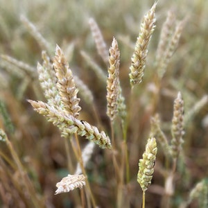 Cosecha campo de grano verano tarjeta planta inspirador dicho Letonia Europa cita motivacional jpg fondo de pantalla campo cultivo paz