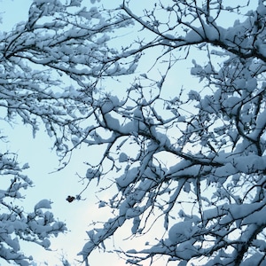 País das maravilhas do inverno: impressão de fotografia de galho de árvore nevado digital branca de neve floresta madeira temporada jpeg papel de parede letônia cartão postal da europa
