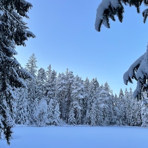 Winter Forest Peace Wallart, citation encourageante, papier peint de carte postale, espoir, tendance téléchargements numériques, impressions, foi en Dieu, source d'inspiration JPG