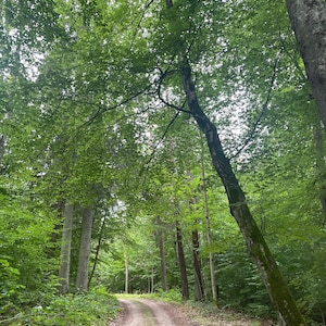 Alberi della foresta camminano verdi aria fresca respira semplicemente natura Europa cartolina carta da parati wallart autunno caduta JPG