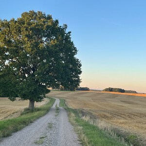 Quercia e una strada wallart citazione incoraggiante cartolina carta da parati speranza tendenza download digitali stampe Dio fede ispirazione JPG