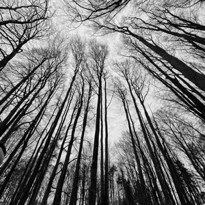 Alberi alti wallart citazione incoraggiante cartolina carta da parati speranza tendenza download digitali stampe JPG fede ispirazione