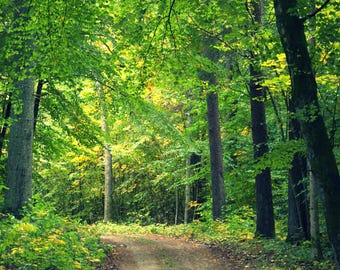 Green Forest Woods Photography: Inspirational Nature Wallpaper (JPG)