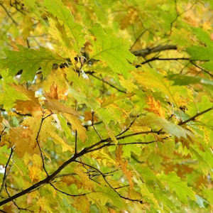 Automne automne action de grâces jpg feuilles jaune plomb nature arbres colorés Octobre Wallart carte postale de reconnaissance en bois numérique JPG