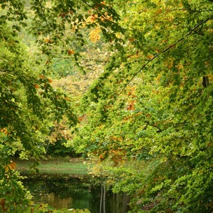 Foresta boschi alberi verde jpg citazione ispiratrice dicendo ottobre ringraziamento sfondo cartolina bellezza anima rinfrescare