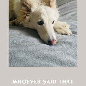 Weißer Hund Haustier inspirierend Spruch, wer auch immer gesagt hat, dass Diamanten die besten Freunde eines Mädchens sind, hatte noch nie einen Hund Postkarte Pfoten JPG