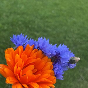 Flores cores centáureas dálias citações inspiradoras motivacionais viva a vida em cores jardim outono outono jpg contrastes laranja azul