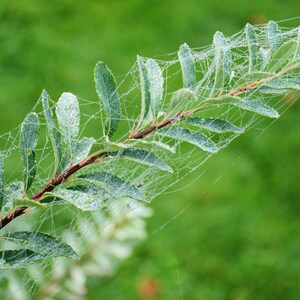 Nuova prospettiva rugiada mattutina verde autunno citazione ispiratrice nuovo inizio avventura sfondo nebbia foschia natura Wallart JPG