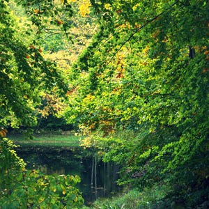 Colori freschi legno foresta alberi foglie autunno caduta natura jpg pensiero ispiratore detto citazione sfondo ringraziamento ottobre stagioni