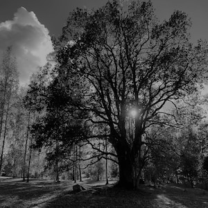 Carta da parati con citazioni incoraggianti, cartoline, alberi di quercia, speranza, tendenza, download digitali, stampe, Dio, fede, ispirazione, JPG