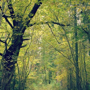 Può includere: Un sentiero attraverso un bosco con alberi alti e foglie verdi. Il sentiero è fiancheggiato da alberi su entrambi i lati e conduce a una radura in lontananza.