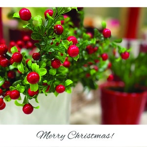 Feliz Natal planta vermelha temporada inverno neve Xmas fé Jesus jpg download digital cartão postal saudação