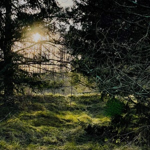 Alberi del parco forestale jpg natura citazione ispiratrice nuovo giorno oggi regalo carta da parati Wallart JPG cartolina cornice viaggio viaggio riconoscente grazie