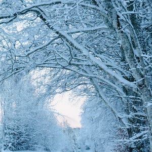Impresión escénica de un país de las maravillas invernal con un sendero forestal nevado, arte JPG, fotografía de paisaje sereno para la decoración del hogar, cita de paz de Acción de Gracias, inspiración