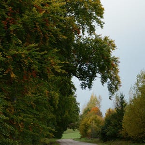 Aria fresca autunno caduta alberi foglie foglia strada citazioni ispiratrici guidare jpg relax carte sfondo motivazionale ottobre ringraziamento