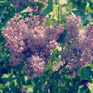 May include: A close-up of a lilac bush with clusters of purple flowers in bloom. The flowers are in full bloom and have a soft, delicate appearance.