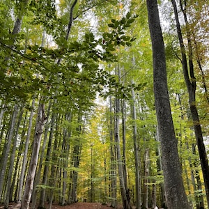 Alberi della foresta verde wallart citazione incoraggiante cartolina carta da parati speranza tendenza download digitali stampe Dio fede ispirazione JPG