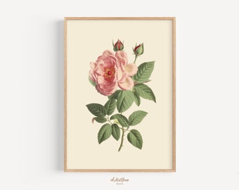 Rose Printable Art, Vintage Botanical Print, Antique Rose Illustration, Botanical Wall Decor