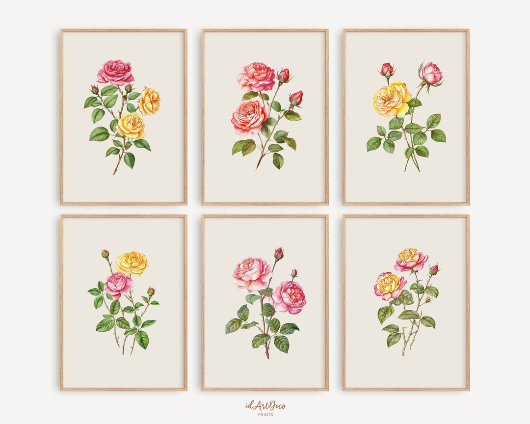 Set of 6 Vintage Rose Botanical Prints, Minimalist Floral Line Art ...
